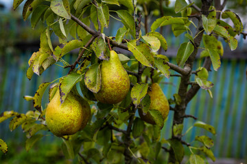Cluster of ripe green pears growing on a leafy branch in a backyard garden, shallow focus and...