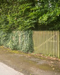 Wooden picket fence bordering a road with overgrown ivy and trees