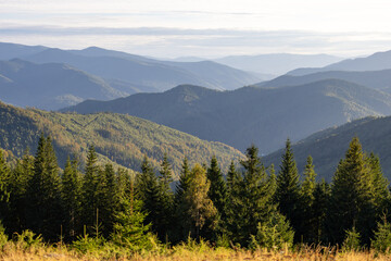 Expansive view of sunlit conifer forest rising to gentle mountain ridges fading into blue distance. Warm light reveals texture sofpines and valley so ffering a calm, timeless backdrop for travel.
