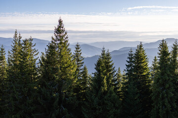Towering spruce trees frame a bright mountain panorama undera crisp morning sky. Sunlit needles, cool shadows,and distant layered ridges create a fresh nature scene for outdoor and webprojects