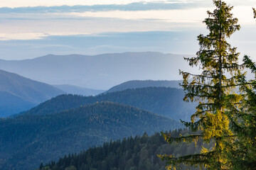 Misty blue mountain layers recede beneath a soft sky as sunlight brushes a tall fir in the foreground. Peaceful alpine panorama conveys clean air, space, and tranquil outdoor adventure potential.