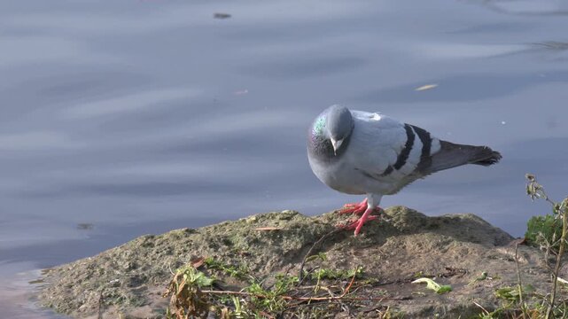 Feral Pigeon (Columba livia domestica) playing with a twig before washing its feathers at the edge of a lake. November, Kent, UK (Half speed)