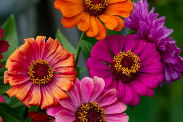 Macro of vibrant zinnia flowers showing layered petals and bright yellow stamens. Bold orange magenta and pink hues fill the frame with lush detail. Perfect for backgrounds packaging invitations