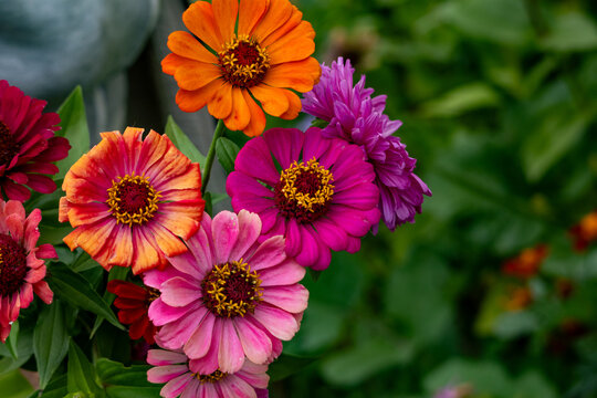 Colorful cluster of zinnias in orange pink magenta and lavender hues against lush green garden plants. Detailed petals and golden centers glow in soft light. Versatile blooms for design or print.
