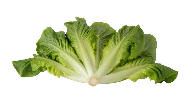 Romaine lettuce head fanned out isolated on a transparent background