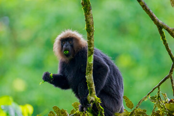 Obraz premium A Nilgiri langur sitting on a tree in the rainforest with a calm and focused look. The photo shows its dark fur and golden-brown head surrounded by green leaves.