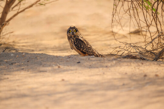 A small owl is standing in the sand, looking at the camera. The scene is quiet and peaceful, with the only sounds being the owl's hooting and the gentle rustling of the sand
