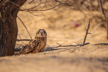 A small owl is standing in the sand, looking at the camera. The scene is quiet and peaceful, showcasing stunning wildlife behavior and desert life.