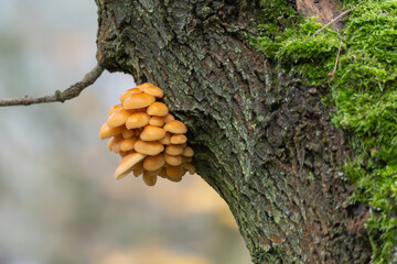 Cluster of bright orange mushrooms, likely Velvet shank Flammulina velutipes, growing from a tree trunk. The glossy caps contrast with the dark bark and moss.