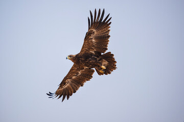 Obraz premium A large brown steppe eagle is flying high in the sky.