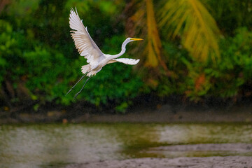 A Great Egret bird is flying over a body of water in rain.