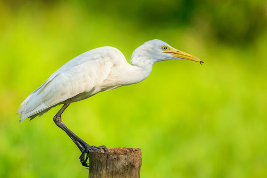 Cattle Egret bird is hunting for food. The bird is standing in the tree pearch.