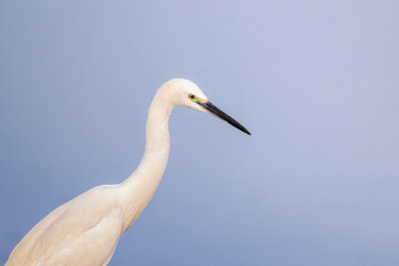 Obraz premium Little Egret bird is standing on a lake. The bird is standing in the water and looking around fish.
