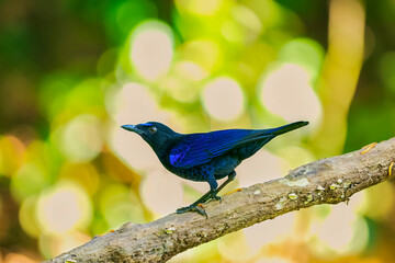 Naklejka premium Blue bird -Malabar whistling thrush is standing on a bird bath.