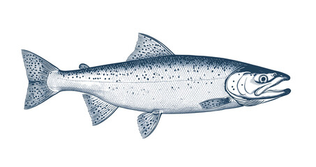 Fish sketch salmon trout. Vintage retro print, black white salmon trout fish sketch ink pencil style drawing, linear drawing, engrave old school. Sketch artwork salmon trout fish. Illustration