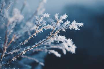 Obraz premium Sharp detailed frost crystals on thin branches, strong winter macro textures, cold blue light