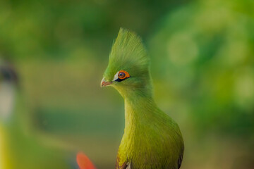 Schalow's Turaco bird with a orange eye and a green head.