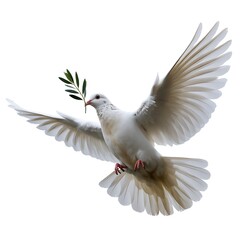 Fototapeta premium White dove flying with an olive branch, symbol of peace and hope