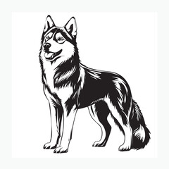 vector illustration of a siberian husky