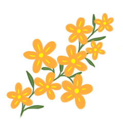 orange flowers on white