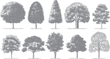 Ten distinct grey ink sketch style trees with varied shapes and foliage rendered on a white background