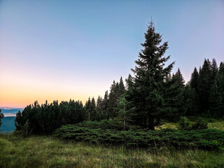 Quiet twilight scene in Durmitor, Montenegro, with a tall spruce tree against a pastel sky. Alpine meadow and dense forest create a peaceful evening atmosphere in the mountains.
