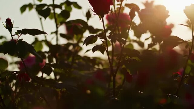 Roses at Sunset - A Garden of Red Blooms in Golden Light.