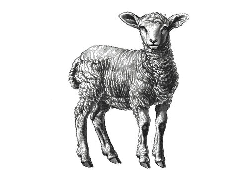 Sheep, lamb. Vintage retro print, black white sheep lamb sketch ink pencil style drawing, engrave old school. Sketch artwork silhouette farm sheep lamb. Side view profile. Illustration