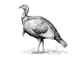 Turkey, sketch. Vintage retro print, turkey sketch ink pencil style drawing, linear drawing for Thanksgiving Day, engrave old school. Sketch artwork silhouette turkey. Side view profile. Illustration