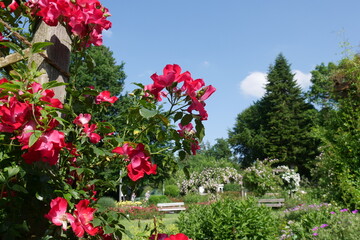 Rote Rosen im Kurpark von Bad Wörishofen