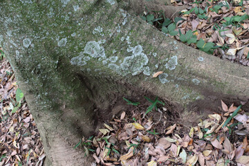 Close up of roots of old tree covered with green moss background. Tree trunk is on the pile of fallen leaves in autumn forest. 