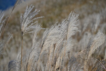 Fototapeta premium 岩湧山のススキ