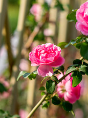 Beautiful roses blooming in summer