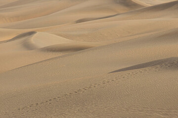 Dunes de Maspalomas 