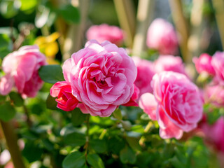 Beautiful roses blooming in summer