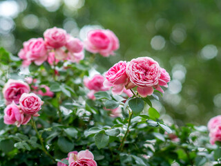 Beautiful roses blooming in summer
