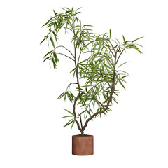 Potted green tree with slender leaves and textured trunk. 3d rendering, cut out transparent