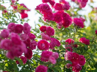 Beautiful roses blooming in summer