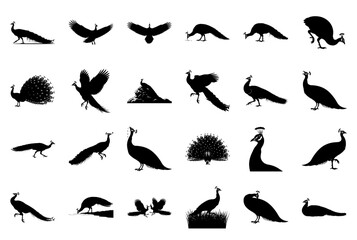 Peacock Silhouette Vector Collection on White Background