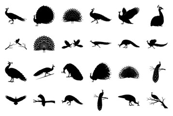 Peacock Silhouette Vector Collection on White Background