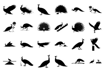 Peacock Silhouette Vector Collection on White Background