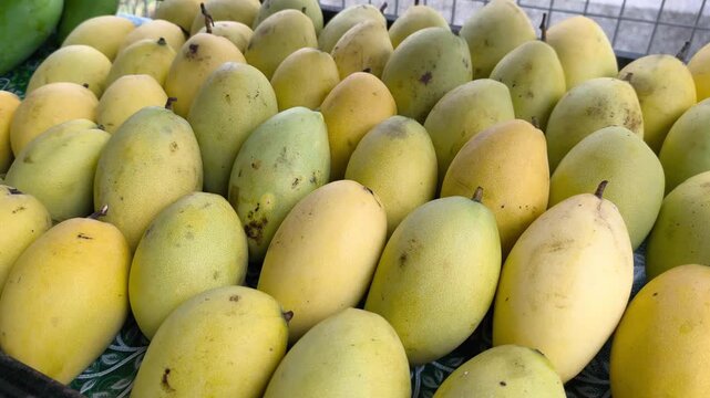 Perfectly ripe mangoes are neatly displayed on a market sales rack. These sweet, ready-to-eat tropical fruits await purchase. They are arranged appealingly for immediate consumption.
