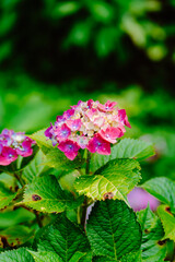 Beautiful Japanese Pink Hydrangea Blooming
