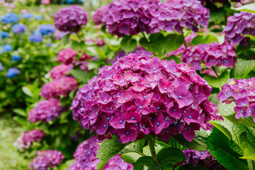 Beautiful Japanese Purple Hydrangea Blooming