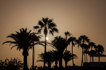 Palmier de Maspalomas en ombre chinoise 