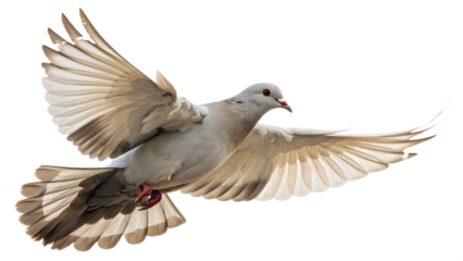 dove in flight with wings spread wide cut out on PNG. AI GENERATED.