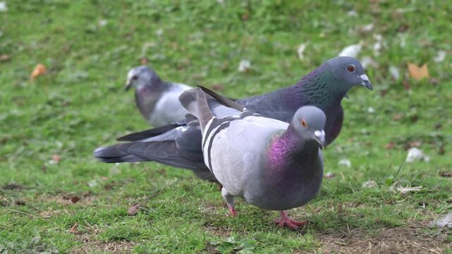 Pigeons (Columba livia domestica) eating seeds from a lawn. November, Kent, UK (Half speed)