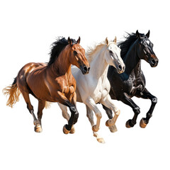 Fototapeta premium Horses running together on transparent background