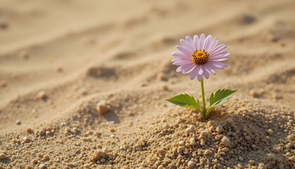 Solo Flower Blooming in Sandy Landscape Under Warm Sunlight