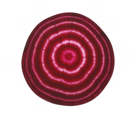 Beetroot cross section concentric rings isolated on a transparent background